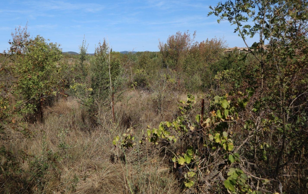 11-34 IMMOBILIER : Terrain | LA LIVINIERE (34210) | 0 m2 | 69 000 € 